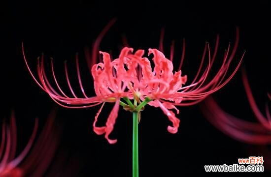 彼岸花为什么叫死人花？太过晦气专门长在坟墓