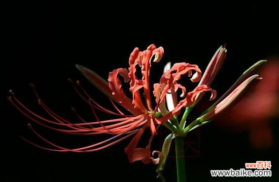 彼岸花为什么叫死人花？太过晦气专门长在坟墓