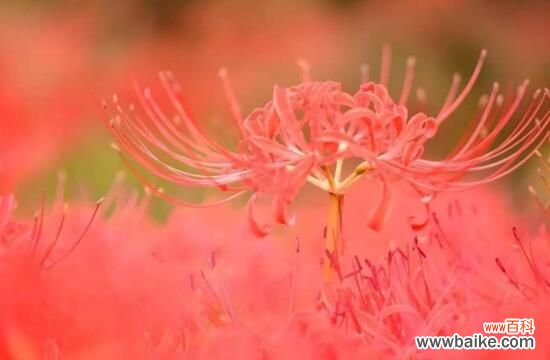 彼岸花为什么叫死人花？太过晦气专门长在坟墓