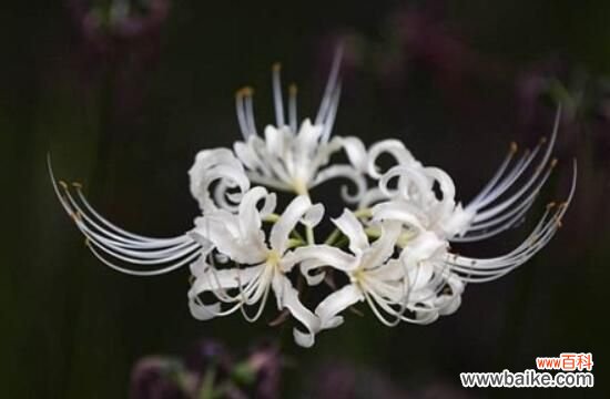 彼岸花为什么叫死人花？太过晦气专门长在坟墓