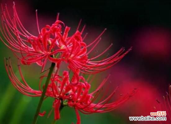 看见彼岸花有什么预示?见了彼岸花能不能拍照