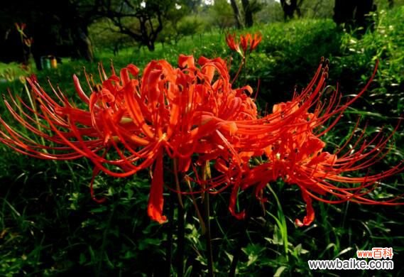 养彼岸花有什么禁忌吗?彼岸花有毒还被称为死亡之花