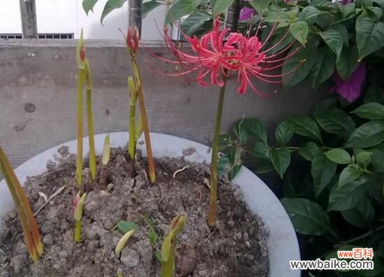 养彼岸花有什么禁忌吗?彼岸花有毒还被称为死亡之花