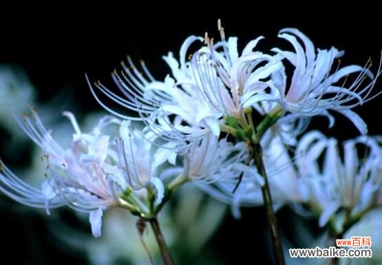 养彼岸花有什么禁忌吗?彼岸花有毒还被称为死亡之花