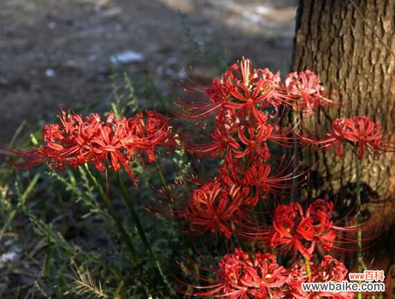 养彼岸花有什么禁忌吗?彼岸花有毒还被称为死亡之花