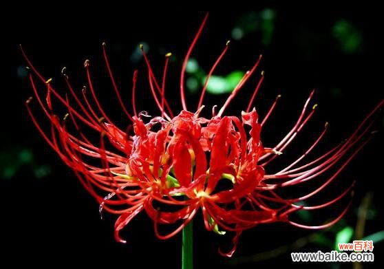 养彼岸花有什么禁忌吗?彼岸花有毒还被称为死亡之花