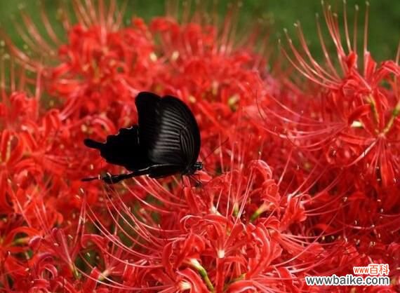 彼岸花碰到血会怎样？彼岸花碰到血会打开地狱之门