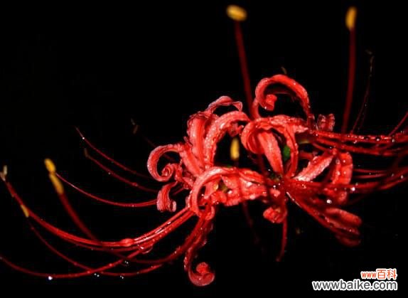 彼岸花碰到血会怎样？彼岸花碰到血会打开地狱之门