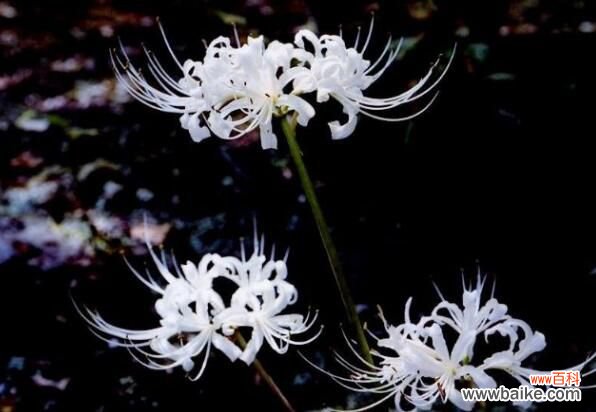 彼岸花碰到血会怎样？彼岸花碰到血会打开地狱之门