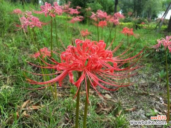彼岸花碰到血会怎样？彼岸花碰到血会打开地狱之门