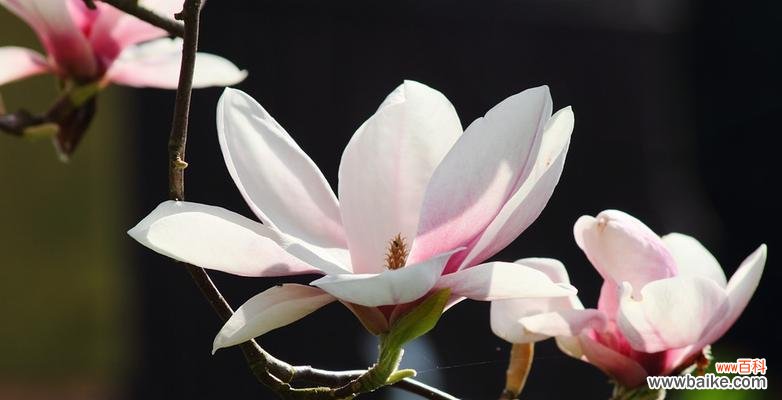 玉兰花语的象征意义是什么?了解玉兰的深层含义!