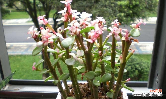 玉树花语含义是什么?如何理解玉树的象征意义?