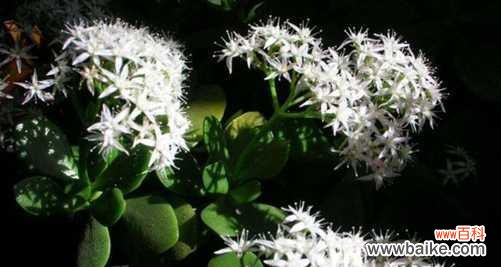 玉树花语含义是什么?如何理解玉树的象征意义?