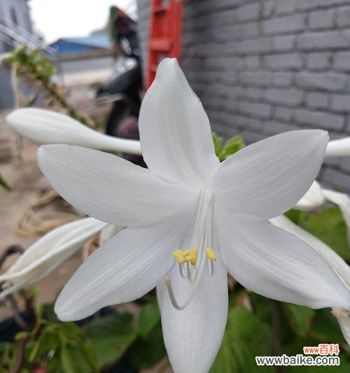 玉簪花的花语是什么？了解其独特含义和象征意义