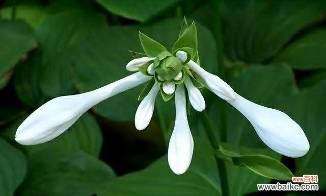 玉簪花的花语是什么？了解其独特含义和象征意义