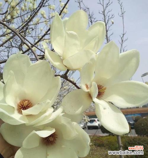 玉兰树象征什么？在风水中扮演什么角色？