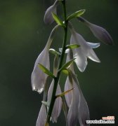 玉簪花的寓意是什么？如何正确理解玉簪花的象征意义？