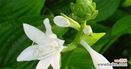 玉簪花的花语是什么？它有什么特别的寓意吗？