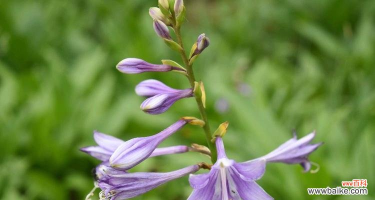 玉簪花的花语是什么？它有什么特别的寓意吗？