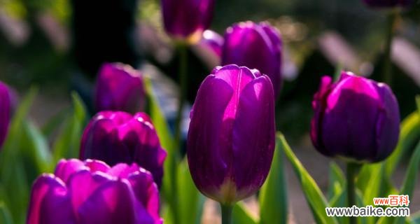 郁金香的花语含义是什么?如何正确解读郁金香的花语?