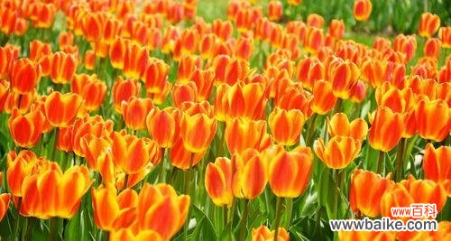 郁金香的象征意义是什么?为什么它常被用作爱情的象征?