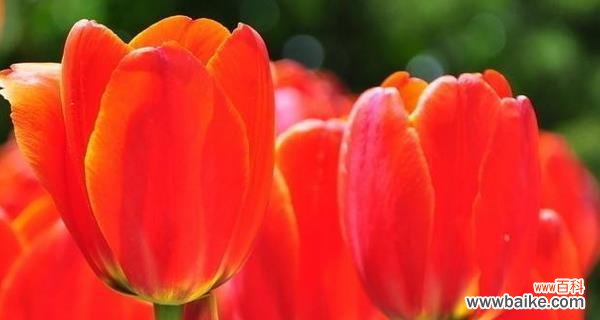 郁金香的花语和寓意是什么?如何挑选寓意吉祥的郁金香品种?