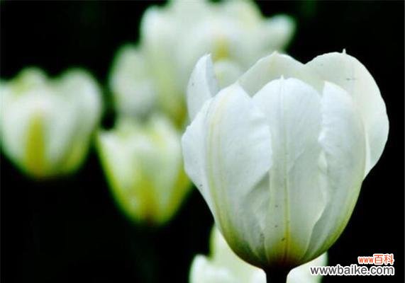 郁金香的花语是什么?如何挑选寓意吉祥的郁金香品种?