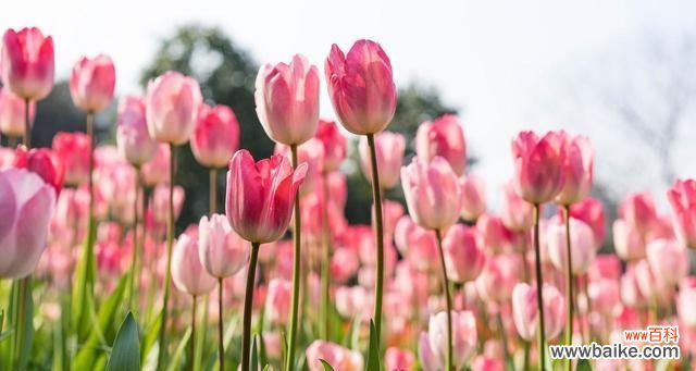 郁金香的花语是什么?如何挑选寓意吉祥的郁金香品种?