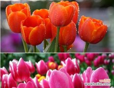 郁金香的颜色代表什么意思？不同颜色郁金香的花语有哪些？