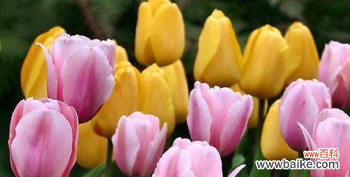 郁金香的颜色代表什么意思？不同颜色郁金香的花语有哪些？