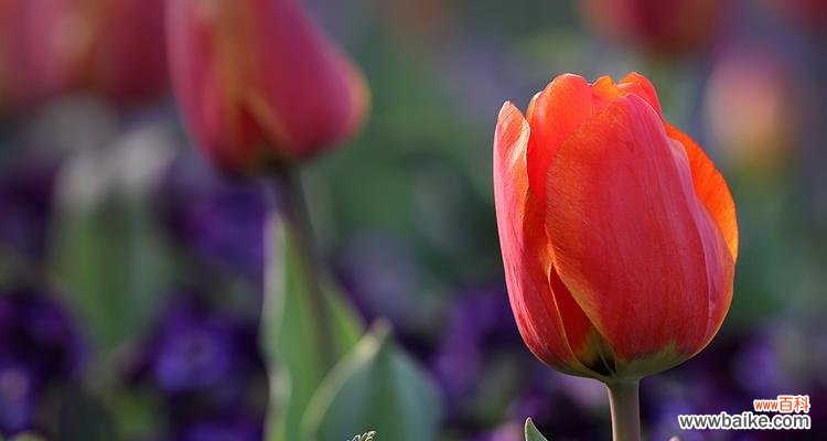 郁金香的颜色代表什么意思？不同颜色郁金香的花语有哪些？
