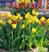 郁金香的义和象征意义是什么？如何理解郁金香的文化内涵？