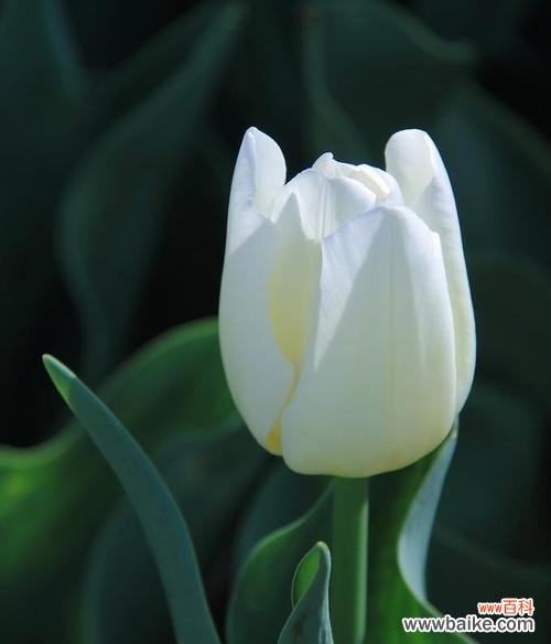 郁金香的义和象征意义是什么?如何理解郁金香的文化内涵?