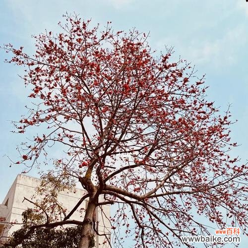 探索木棉花的深刻含义 木棉花的花语