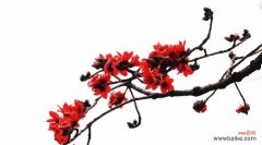 探索木棉花的深刻含义 木棉花的花语