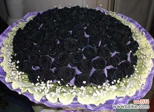 探寻依米花的花语和象征意义 依米花——幸福的象征