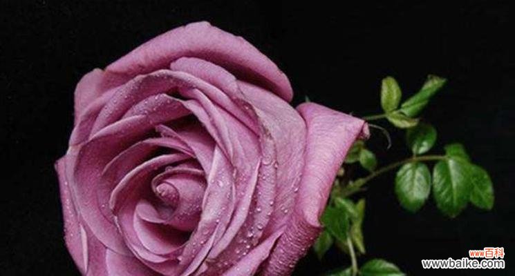 探究玫瑰花数量的隐含含义 玫瑰花的数量代表了什么？