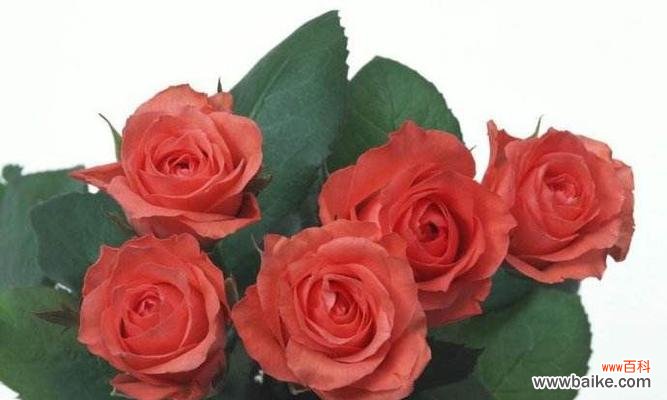 探究玫瑰花数量的隐含含义 玫瑰花的数量代表了什么？