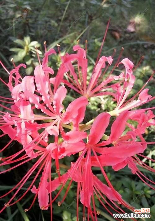 揭示彼岸花带给我们的含义 探究彼岸花的花语