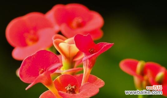 探寻虎刺梅花语的内涵及象征意义 虎刺梅的花语