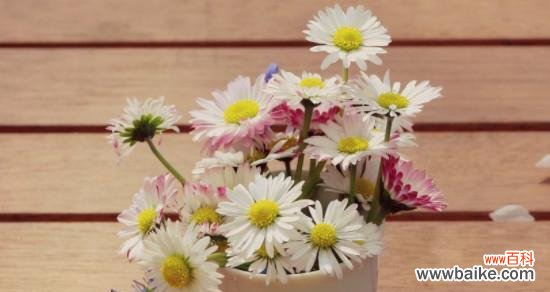 探究雏菊的各种含义 不同颜色雏菊的花语和寓意