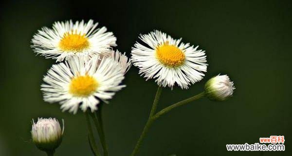 探究雏菊的各种含义 不同颜色雏菊的花语和寓意