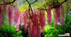 探寻紫藤花语的秘密，感悟人生情感的深度 紫藤花语的美好寓意