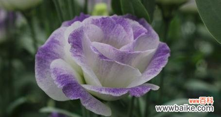 探索桔梗花的寓意及文化内涵 桔梗花的花语