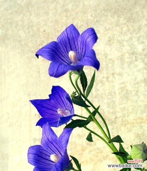 探索桔梗花的寓意及文化内涵 桔梗花的花语