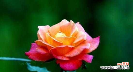 探寻花开花落背后的情感密码 揭秘月季花的花语