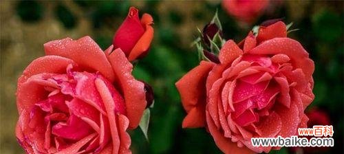 探寻花开花落背后的情感密码 揭秘月季花的花语