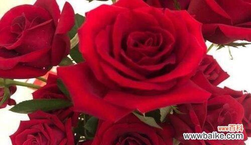 深入探究七朵玫瑰的神秘涵义 七朵玫瑰花语解析