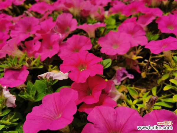 矮牵牛的病虫害防治大全