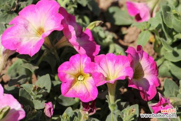 矮牵牛的病虫害防治大全